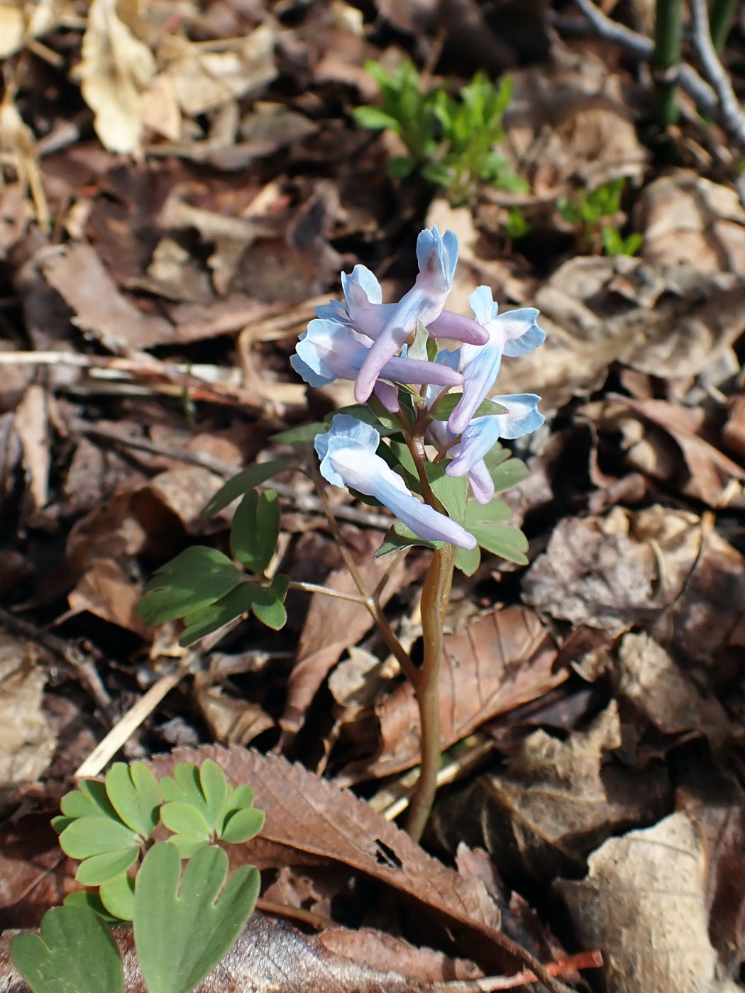 Изображение особи Corydalis ambigua.