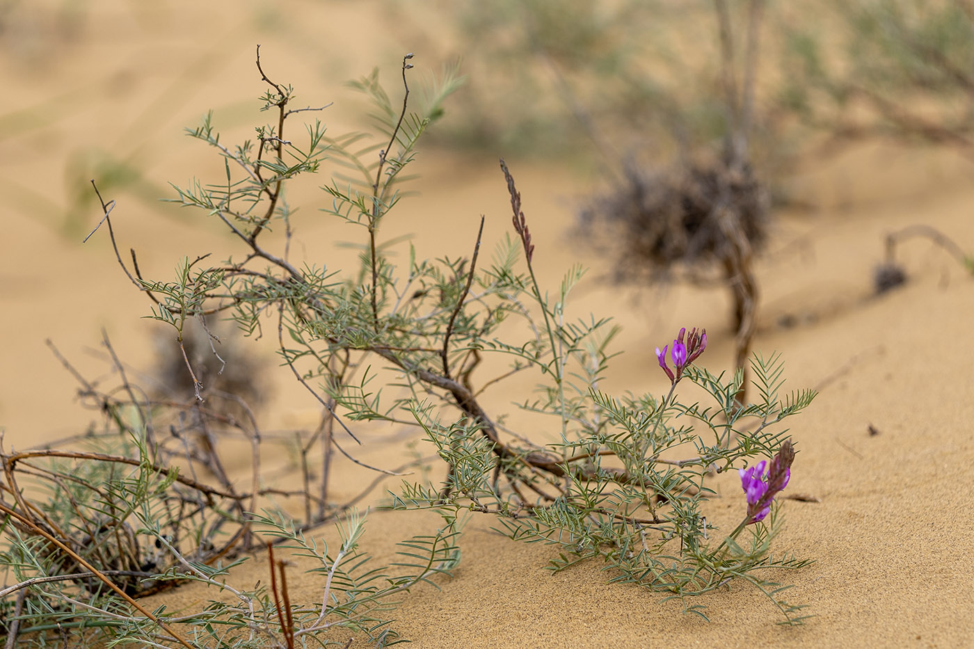 Изображение особи Astragalus barbidens.