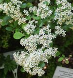 Pyracantha coccinea. Соцветия. Волгоград, Волгоградский региональный ботанический сад. 23.05.2026.