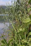 Galium debile. Цветущие растения. Крым, Севастополь, окр. с. Передовое, оз. Нижнее. 06.06.2026.