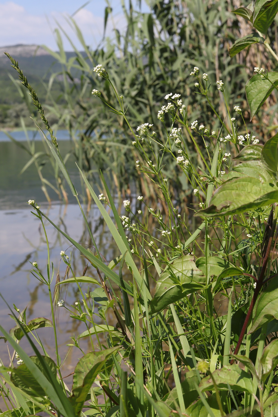 Image of Galium debile specimen.