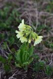 Primula ruprechtii. Верхушка цветущего растения. Грузия, край Самцхе-Джавахети, Ниноцминдский муниципалитет, с.-з. склон горы Патара-Абули, выс. 2470 м н.у.м., луг. 7 июня 2026 г.