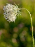 Daucus carota. Верхушка цветущего растения. г. Санкт-Петербург, Приморский р-н, дор. на Каменку, городской газон. 15.07.2026.