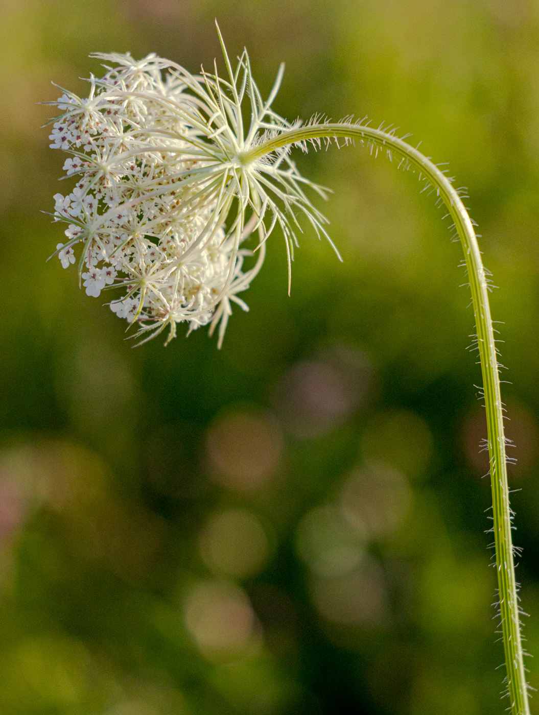 Изображение особи Daucus carota.