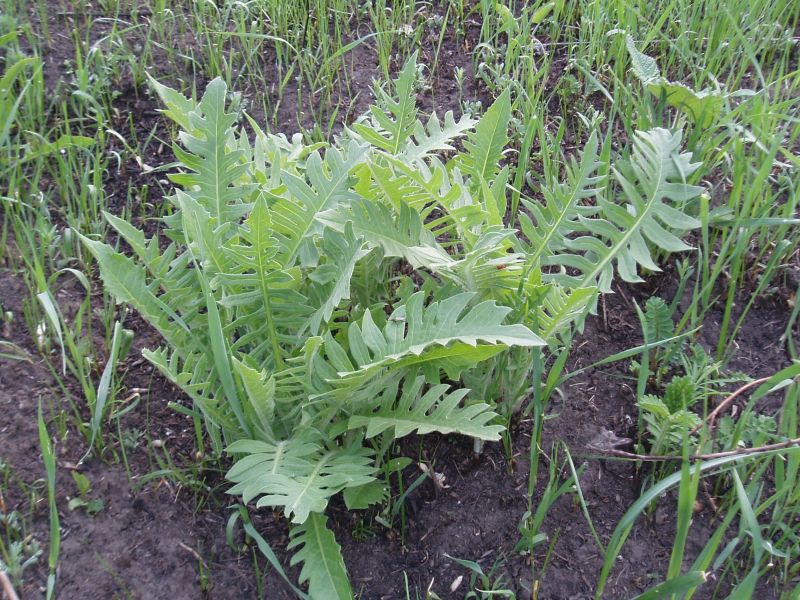 Image of Klasea lycopifolia specimen.