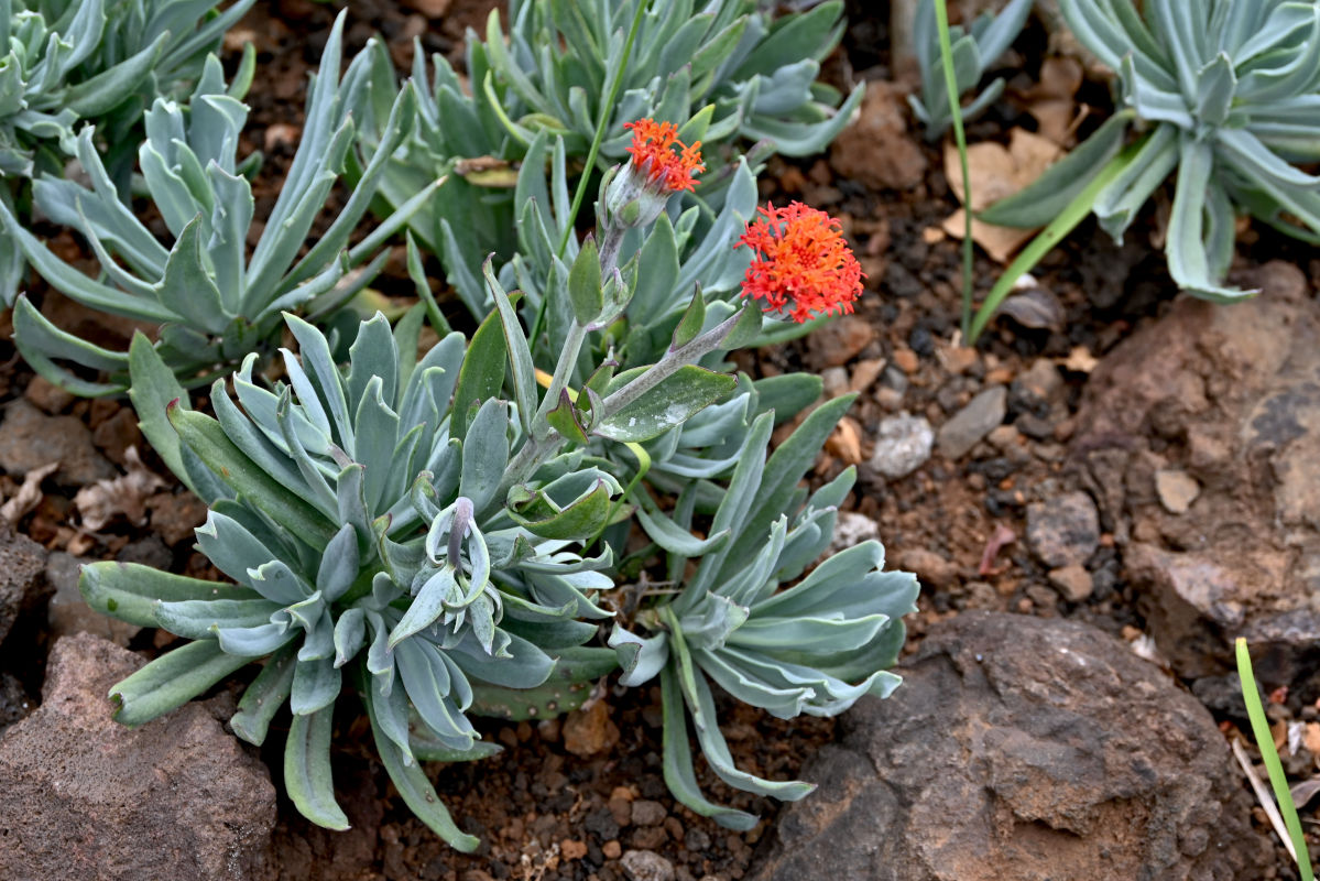 Image of Kleinia fulgens specimen.
