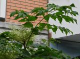 Смотреть изображение Aralia elata