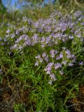 genus Thymus