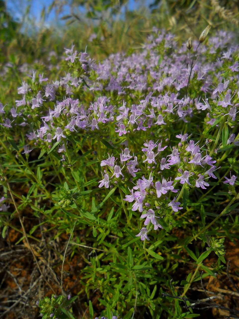 Image of genus Thymus specimen.