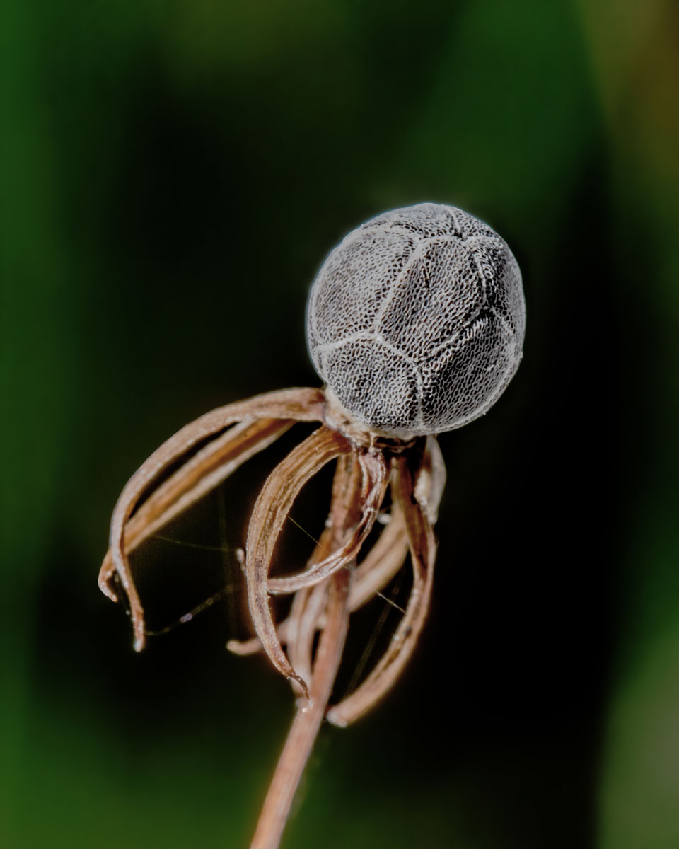 Image of Trientalis europaea specimen.