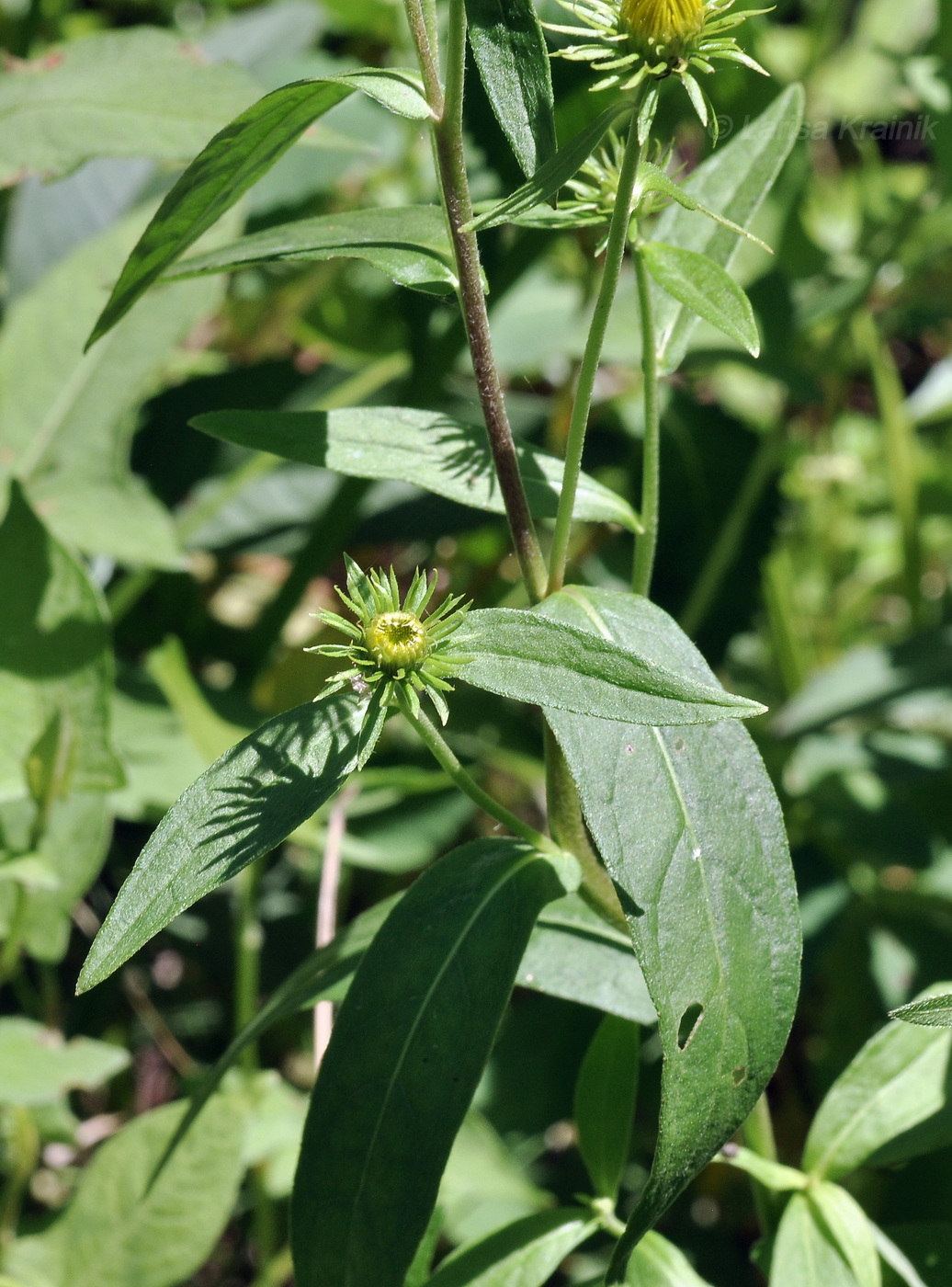 Изображение особи род Inula.