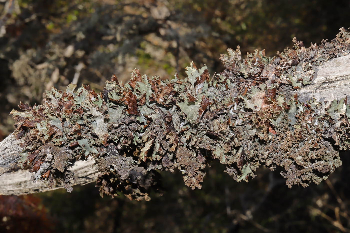Image of Platismatia glauca specimen.