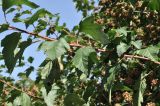 Physocarpus opulifolius. Часть ветви. Санкт-Петербург, Ботанический сад Петра Великого, дендрарий. 27.08.2026.