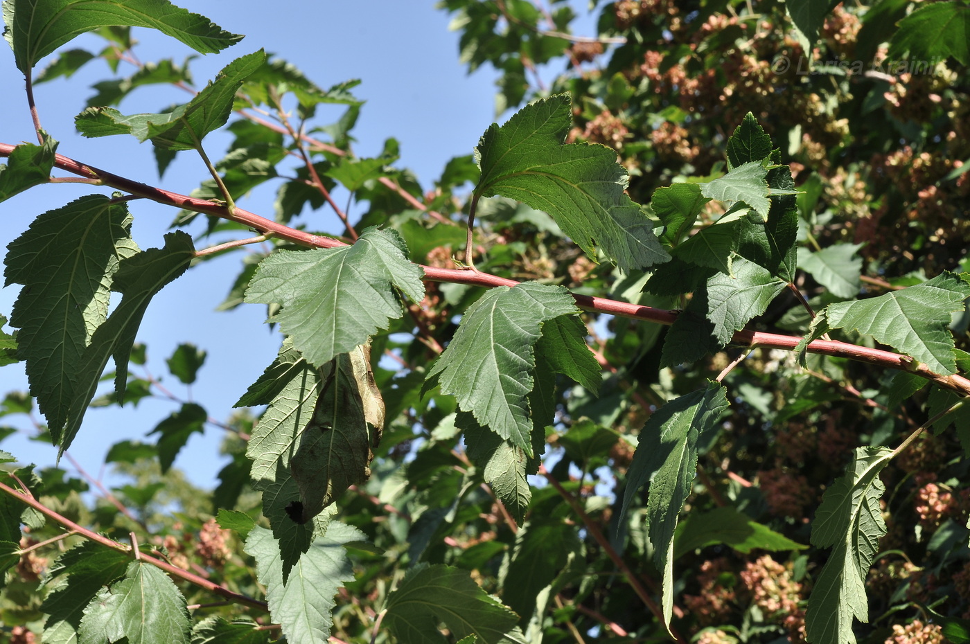 Изображение особи Physocarpus opulifolius.