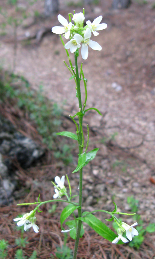 Изображение особи Arabis turrita.