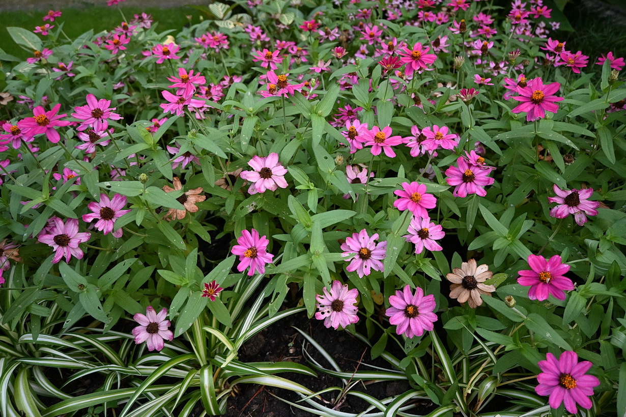 Image of genus Zinnia specimen.