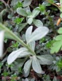 Alyssum calycocarpum