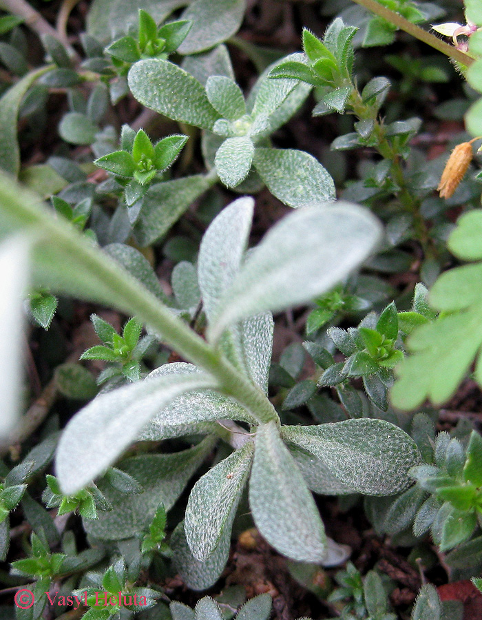 Изображение особи Alyssum calycocarpum.