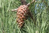 Pinus pinaster