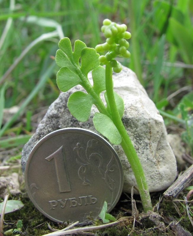 Изображение особи Botrychium lunaria.