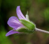 Geranium pseudosibiricum