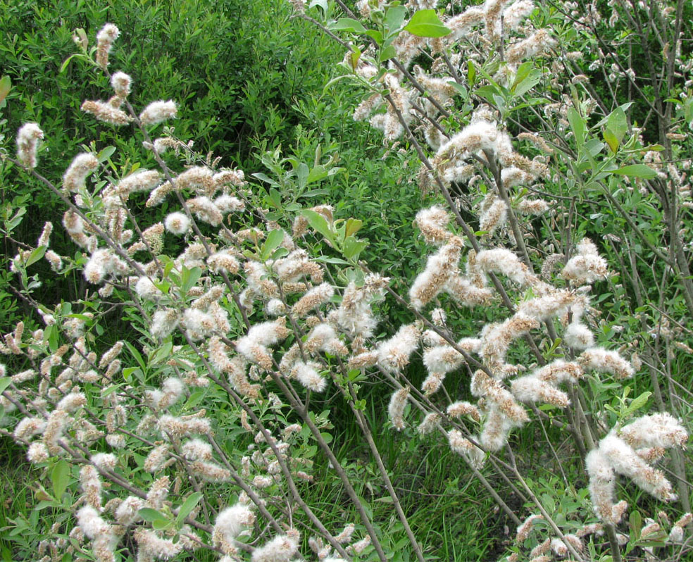 Image of Salix cinerea specimen.