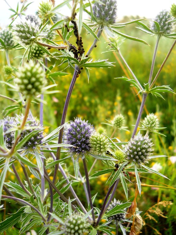 Изображение особи Eryngium planum.