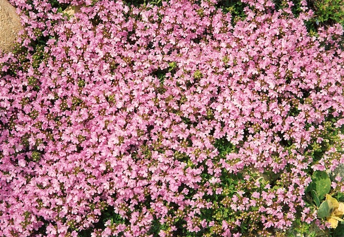 Image of Thymus ternejicus specimen.