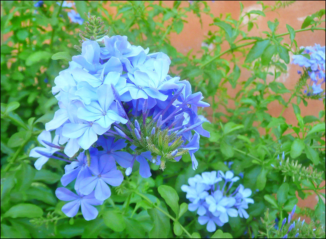 Изображение особи Plumbago auriculata.