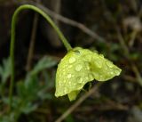 Papaver