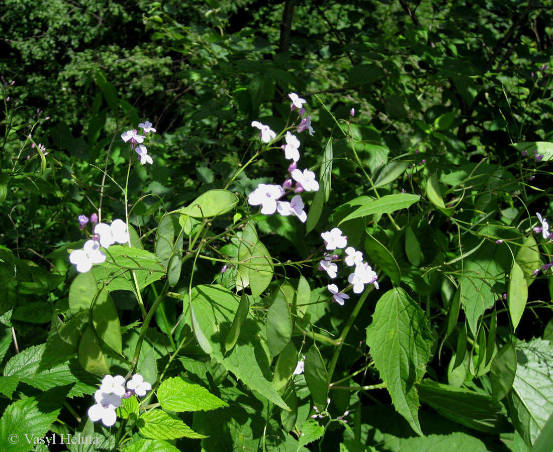 Image of Lunaria rediviva specimen.