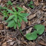 Ranunculus cassubicus. Растение в бутонах; хорошо заметны характерные для вида округло-почковидные прикорневые листья. Санкт-Петербург, Старый Петергоф, парк \"Сергиевка\". Начало мая.