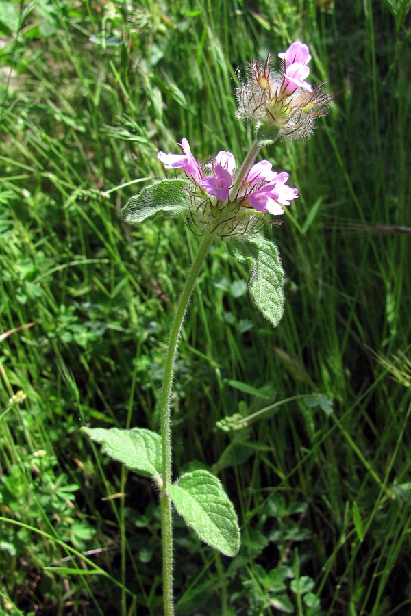 Изображение особи Clinopodium caucasicum.