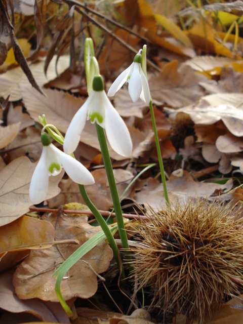 Изображение особи Galanthus reginae-olgae.