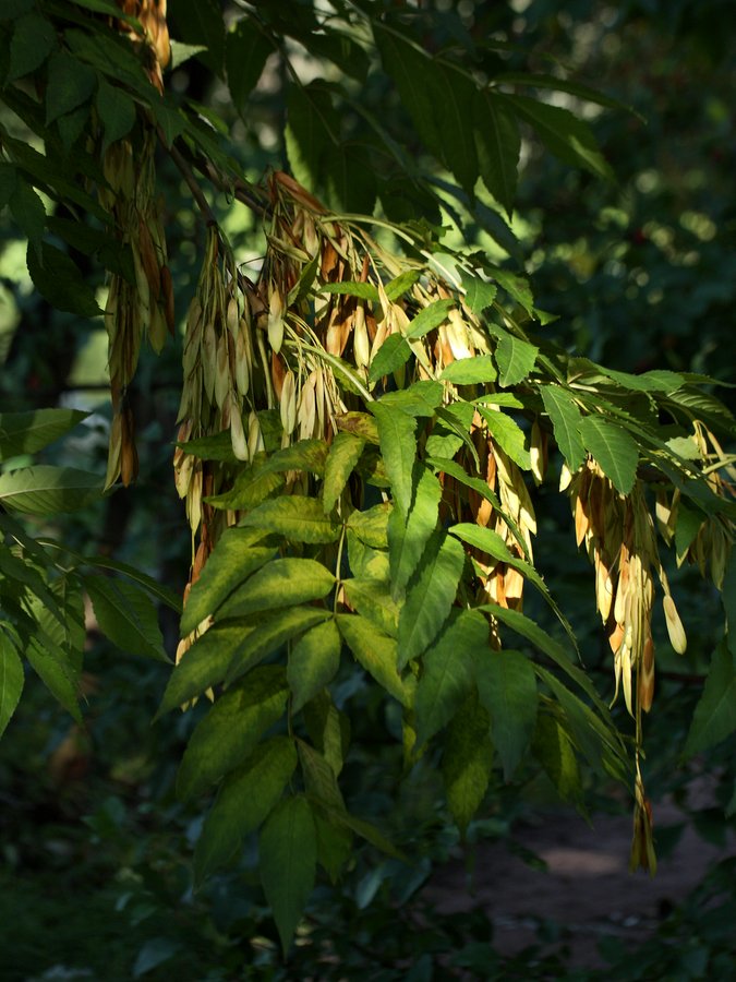 Image of Fraxinus excelsior specimen.