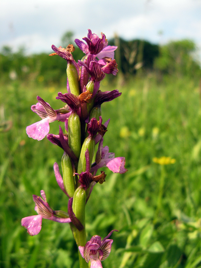 Image of Anacamptis morio ssp. caucasica specimen.