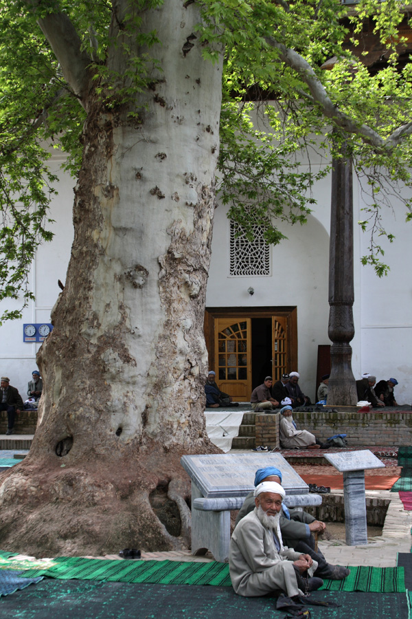 Image of Platanus orientalis specimen.