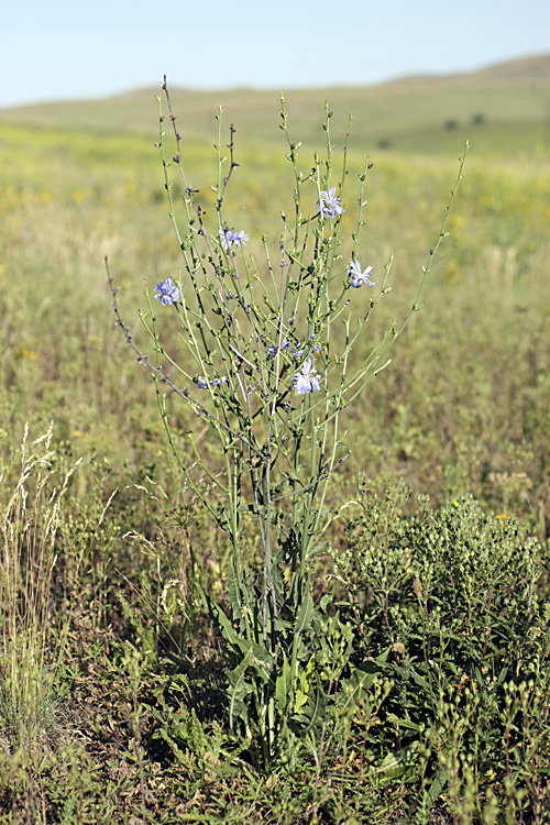 Изображение особи Cichorium intybus.