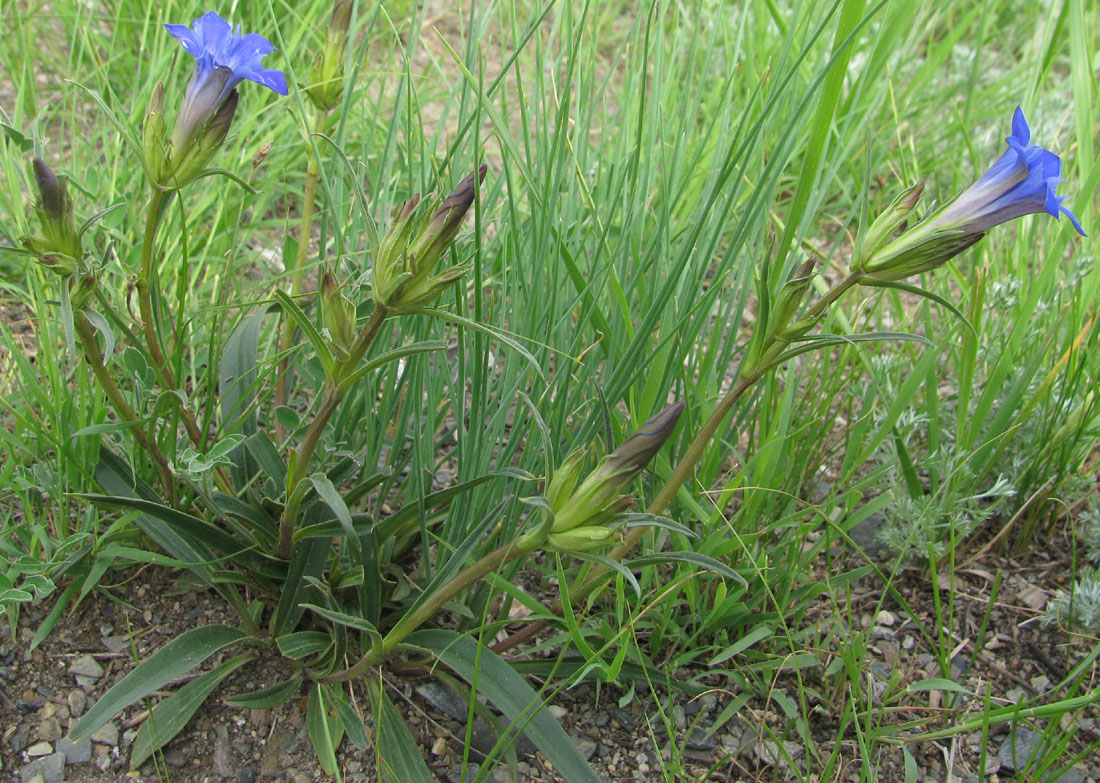 Изображение особи Gentiana dahurica.