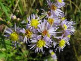 Tripolium pannonicum