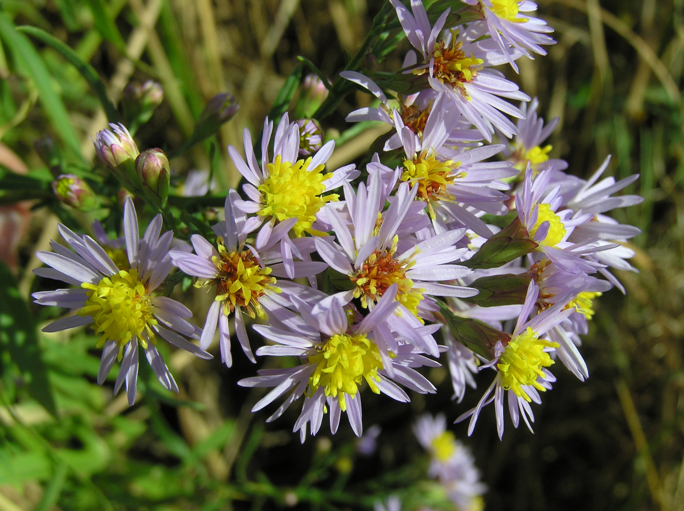 Image of Tripolium pannonicum specimen.