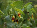 Cerinthe minor