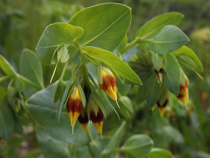 Изображение особи Cerinthe minor.