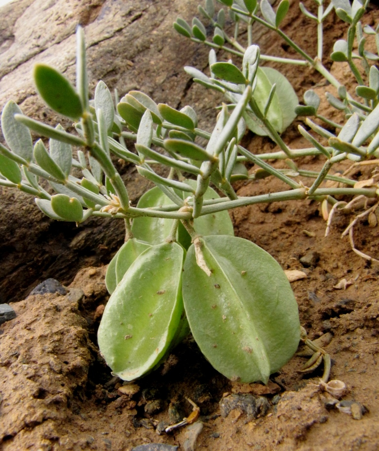 Изображение особи Zygophyllum pinnatum.