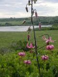 Lilium pilosiusculum