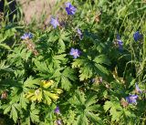 Geranium pratense. Цветущие растения. Мурманская обл., Кандалакшский р-н, пос. Лувеньга, луговая растительность на обочине дороги. 29.06.2010.