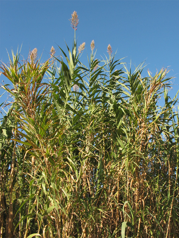 Image of Arundo donax specimen.