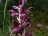 Anacamptis subspecies fragrans