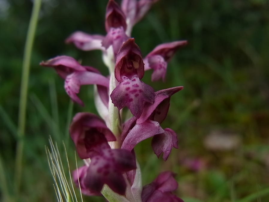 Image of Anacamptis coriophora ssp. fragrans specimen.