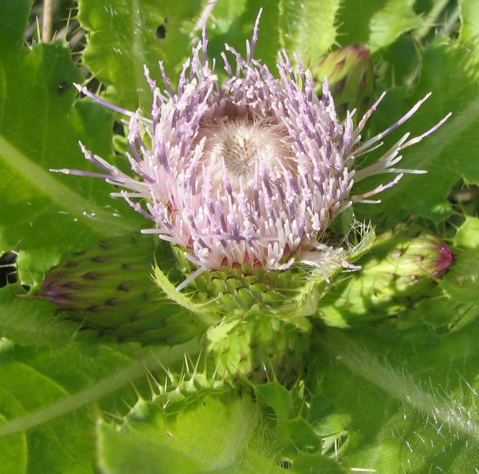Image of Cirsium esculentum specimen.
